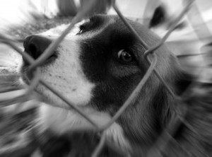 Cane rinchiuso 