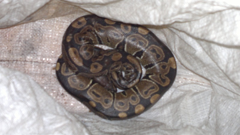 Il pitone trovato nel confano dell'auto