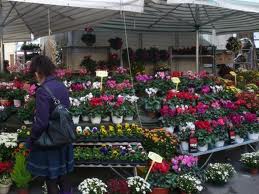 fiori-banco.jpg